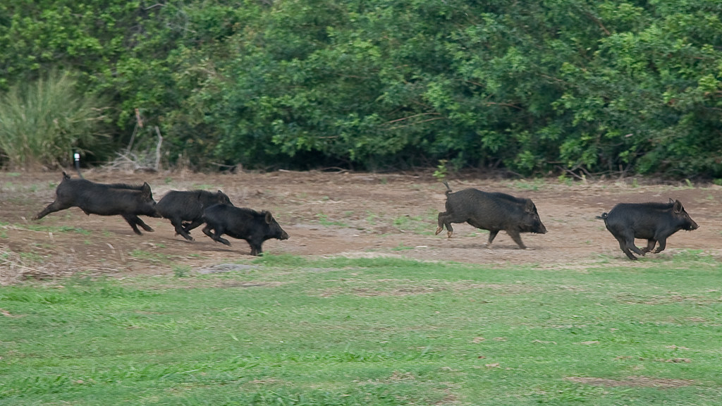 Wild pigs at the grocery store (CC) Randy Stewart, blog.st… Flickr