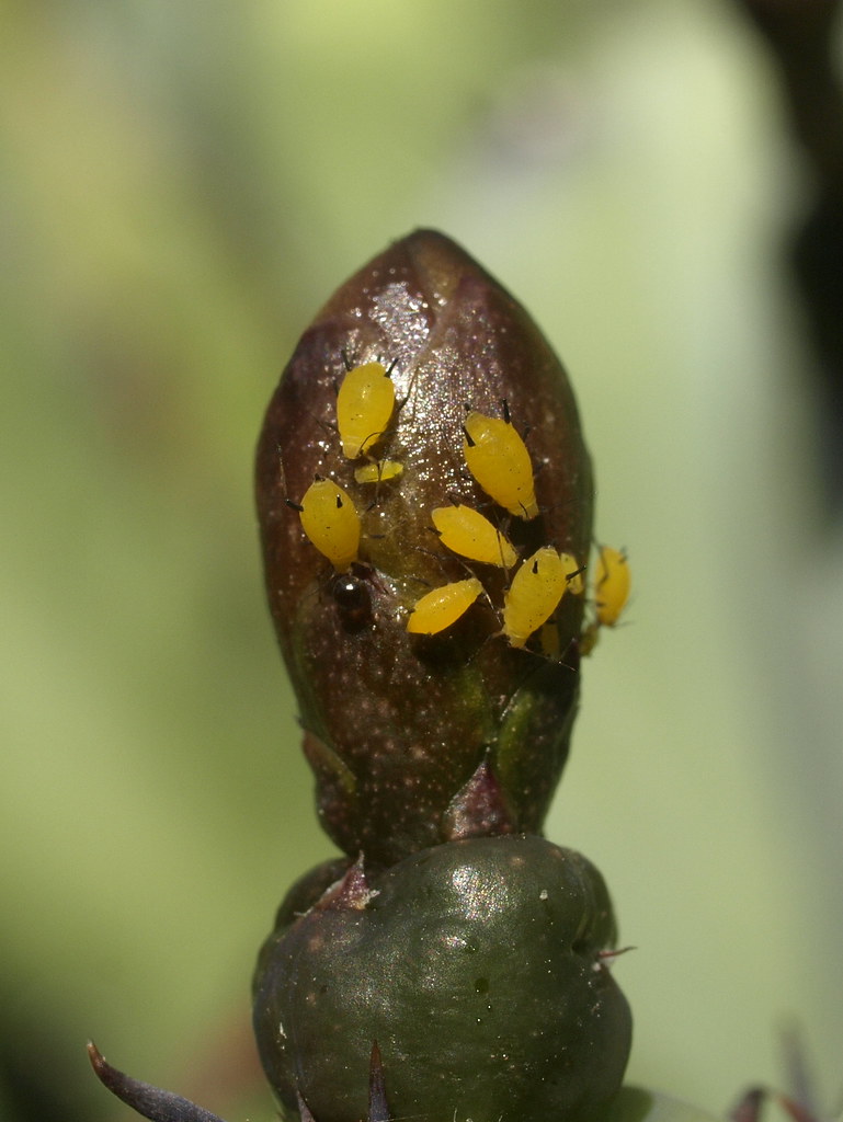 Calling all ladybugs! Aphid infestation in progress on our… Flickr
