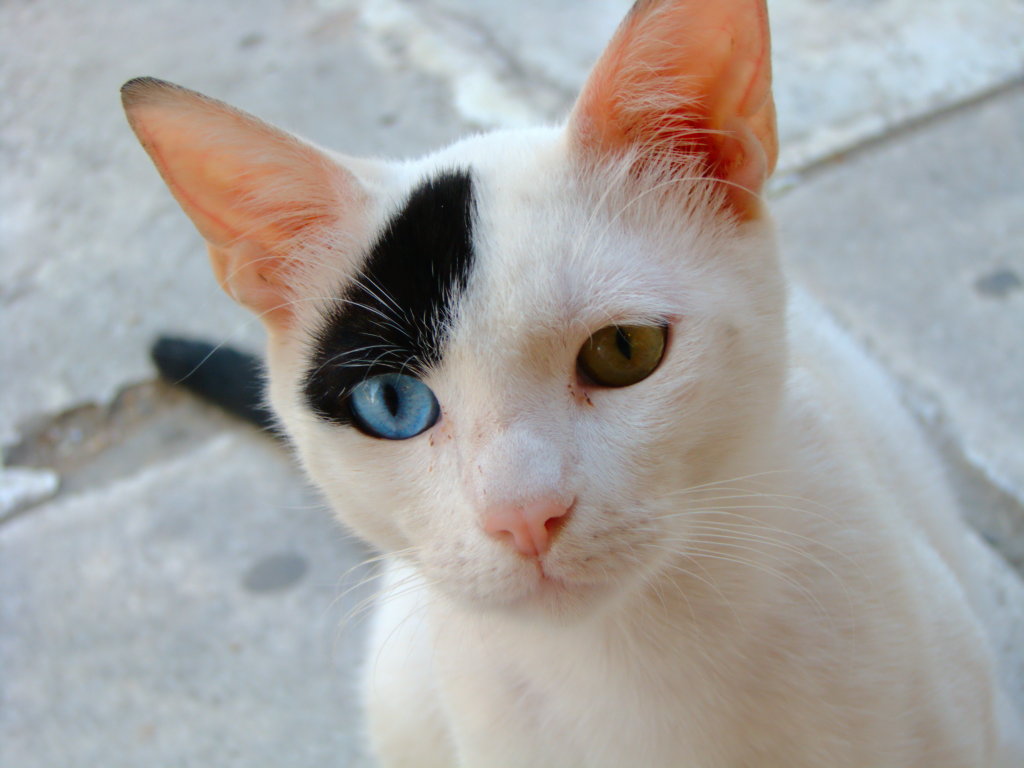 Oddeyed cat Cat with one blue eye and one green eye Konstantinos