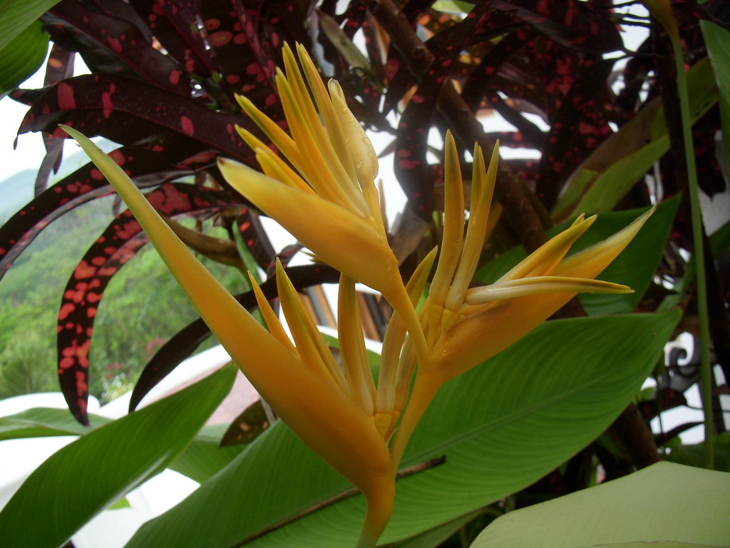 Yellow tropical flower Yellow tropical flower Flickr