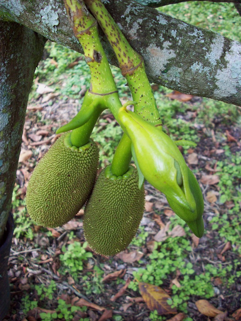 RFVC 022 Jackfruit Artocarpus heterophyllus flowers male(r… Flickr
