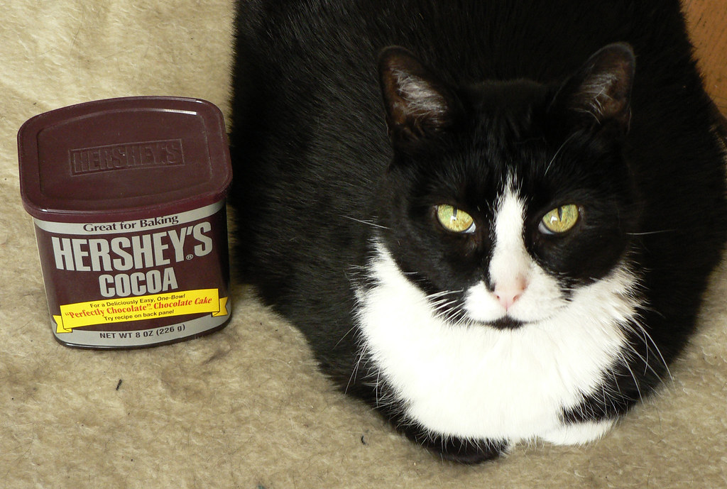 Chocolate Pudge Er, I mean "Chocolate Fudge." Our cat, Tri… Flickr
