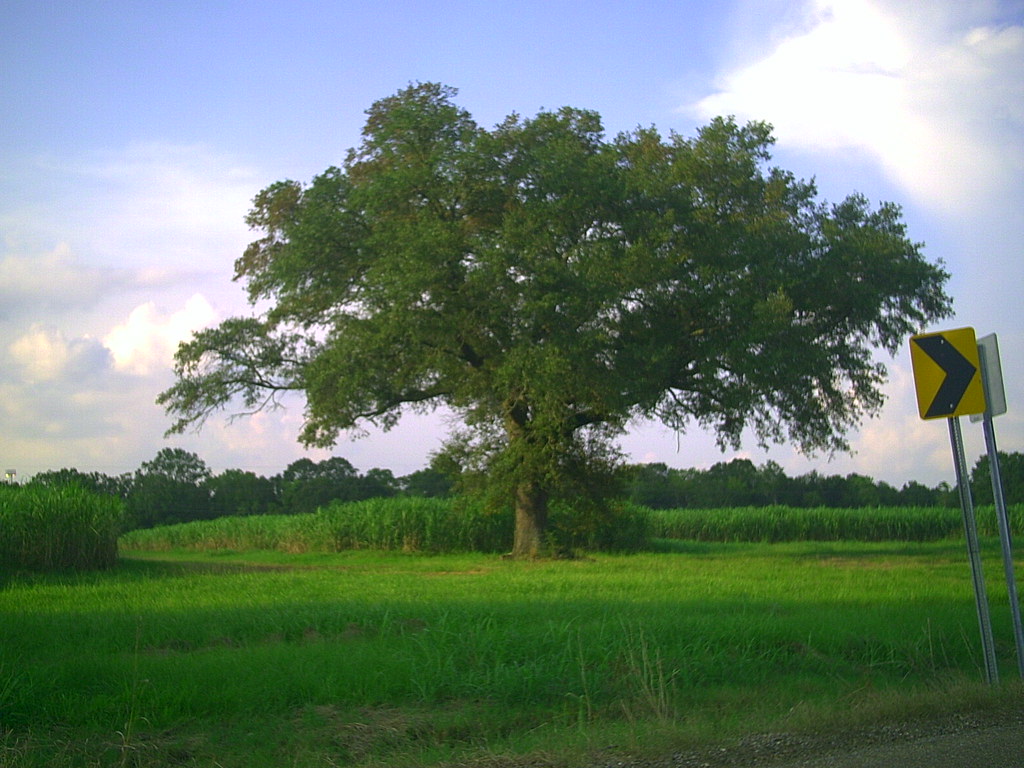 Lafayette Vincent Oak Lafayette, LA A shade tree in the su… Flickr