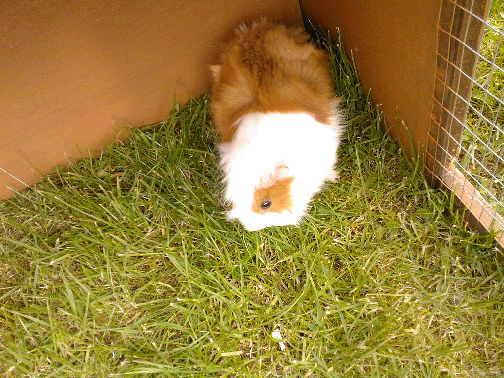 Guinea Pig Spike025 Poison x x x Flickr