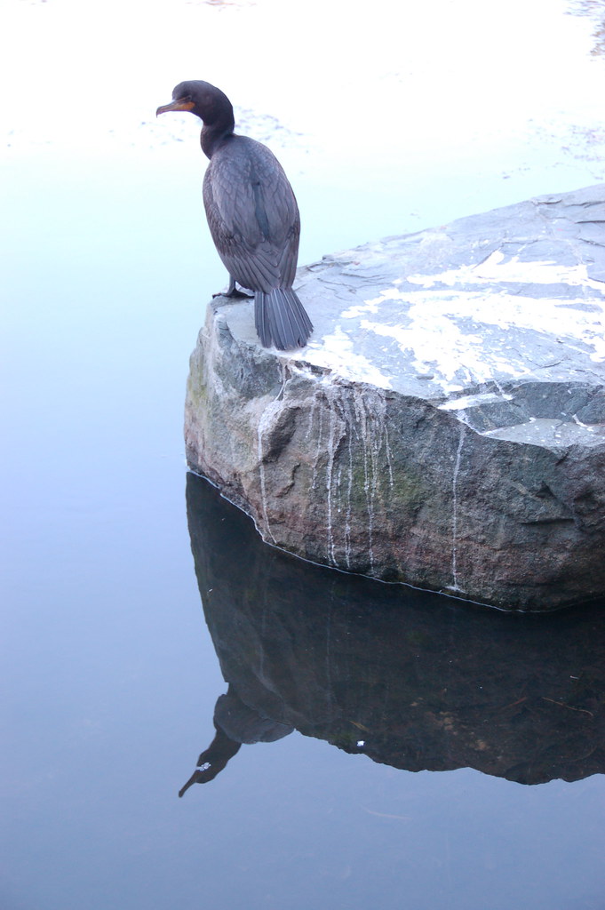 Fellsmere Pond, Malden MA huge cormorant bird watching th… Flickr