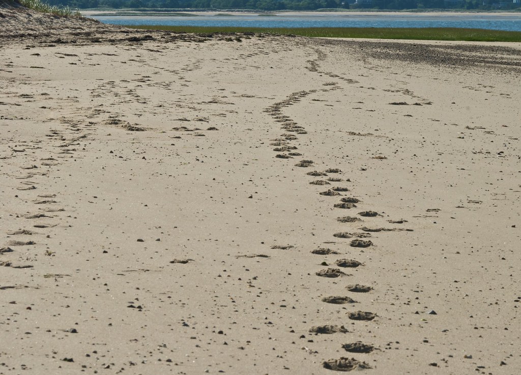 long path Wellfleet, MA cape cod Lt. Island, Wellfleet Flickr