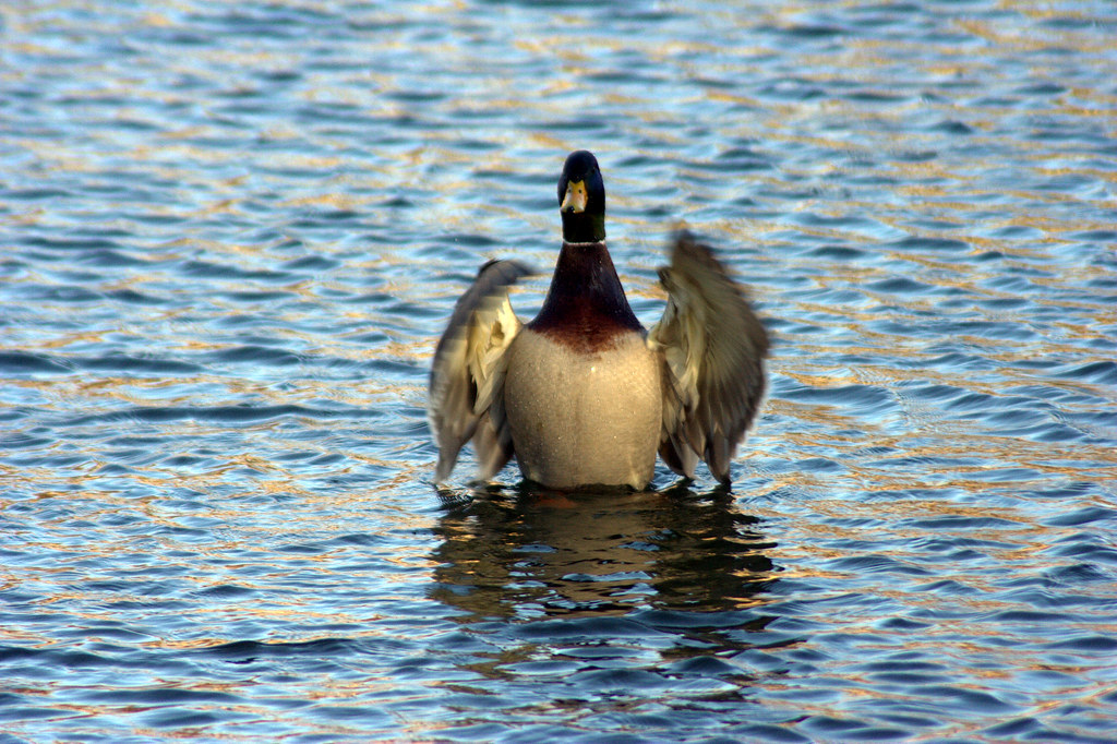 Mallard Mallard at a local Dallas, TX. pond. Bryan Herr Flickr
