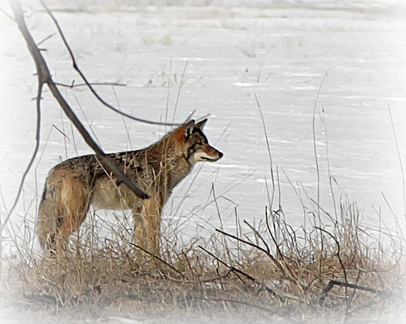 Do Coyotes Bark Like Dogs