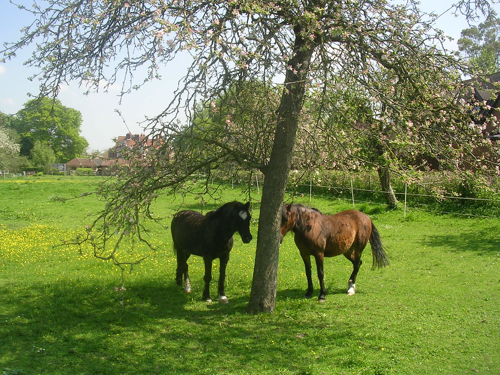 Horses seeking shade Extra walk Cholsey to Goring That bl… Flickr