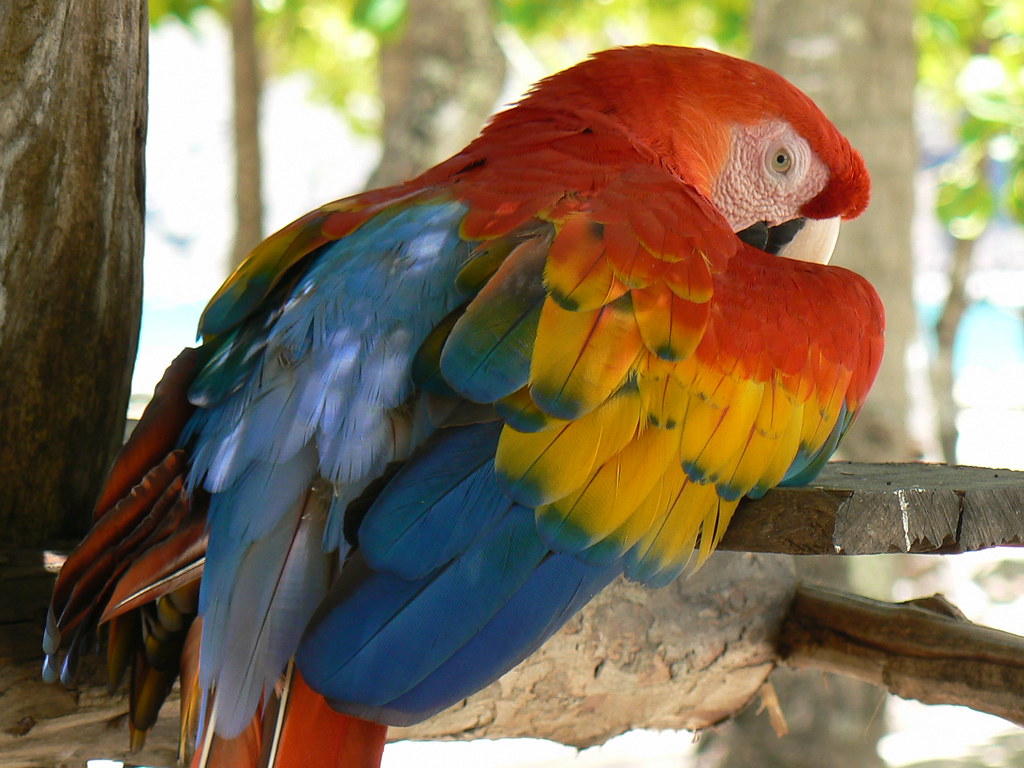 Macaws/Other birds Flickr
