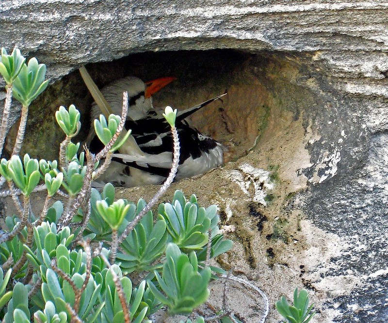 Bermuda Longtail Bird Flickr