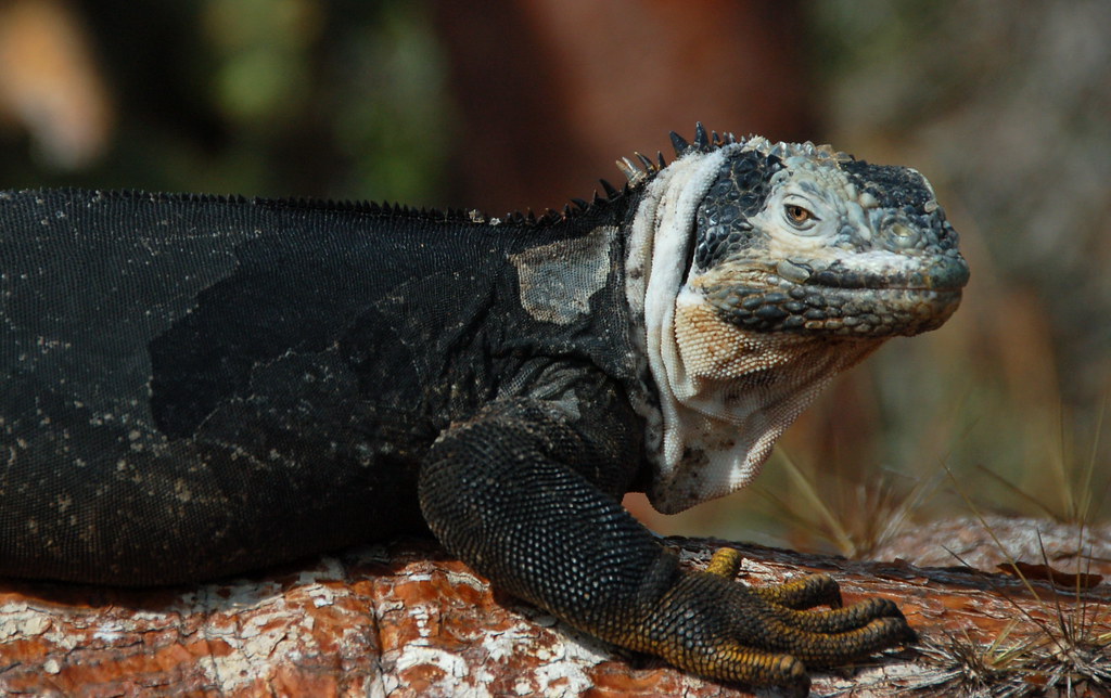 Marine iguana in Galapagos 2 Taken on a Habitat for