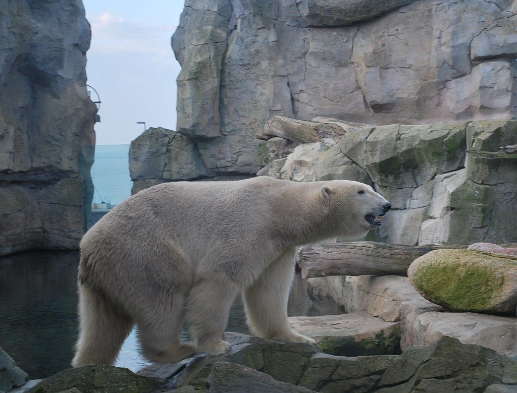 N025 "Zoo am Meer" Bremerhaven myndson Flickr