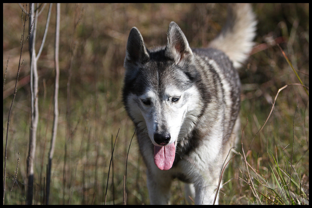 Catching my breath ZOE (German Shephard / Siberian Husky) … Flickr