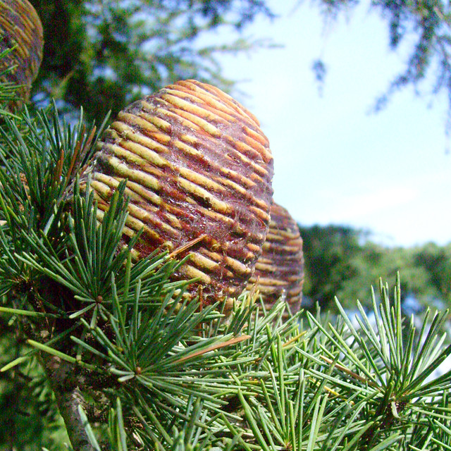 Lebanon Cedar seed cones Lebanon Cedar seed cones, Sale, V… Flickr