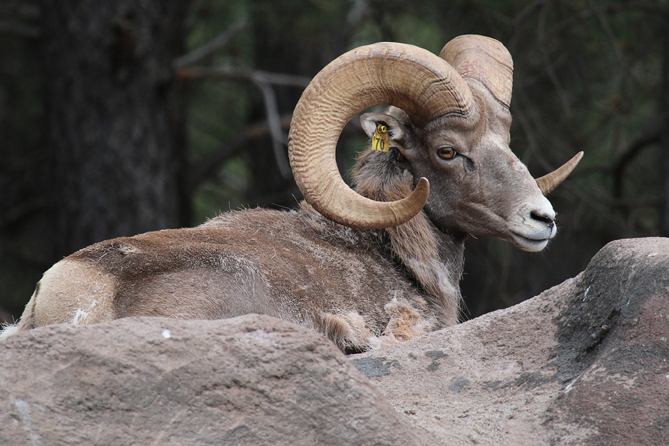Arizona bighorn sheep Arizona bighorn sheep with tag in ea… Flickr