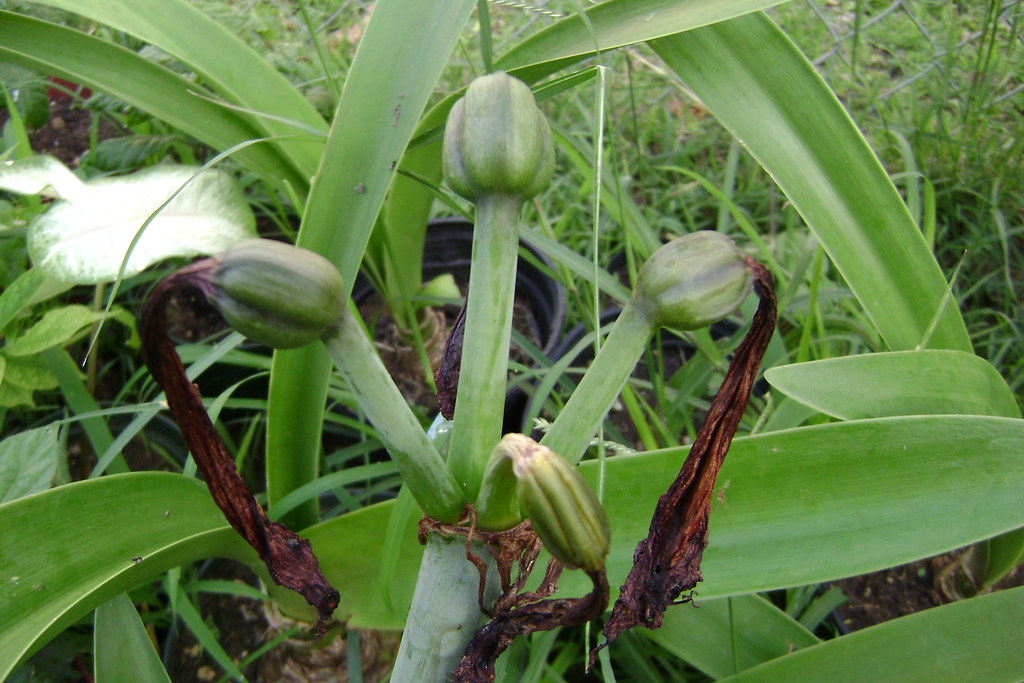 Red Amaryllis seed pods Jan 7th 2009 (4) The seed pods fro… Flickr