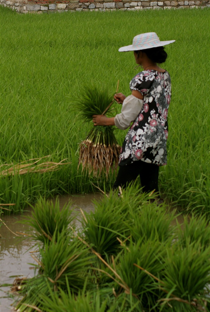 Binding the rice. The woman binding the rice and stacking … Flickr
