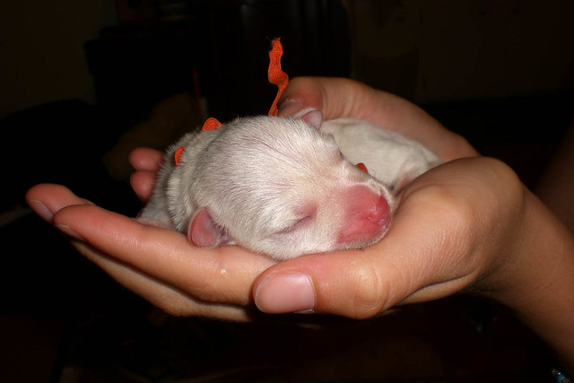 Newborn Miniature Schnauzer Puppy a photo on Flickriver