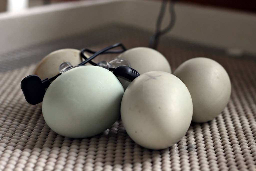 Call Ducks To Be Call duck eggs. Anticipated hatch date is… Sandi