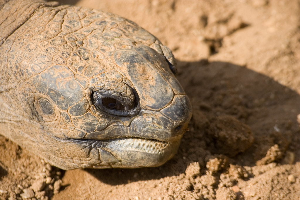 Never Ending Story? Giant Tortoise Twycross Zoo, 19090