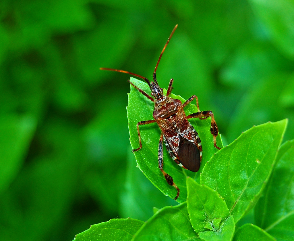 Bug in the Basil 2 Bugs seem to enjoy my Basil plant. Steve the
