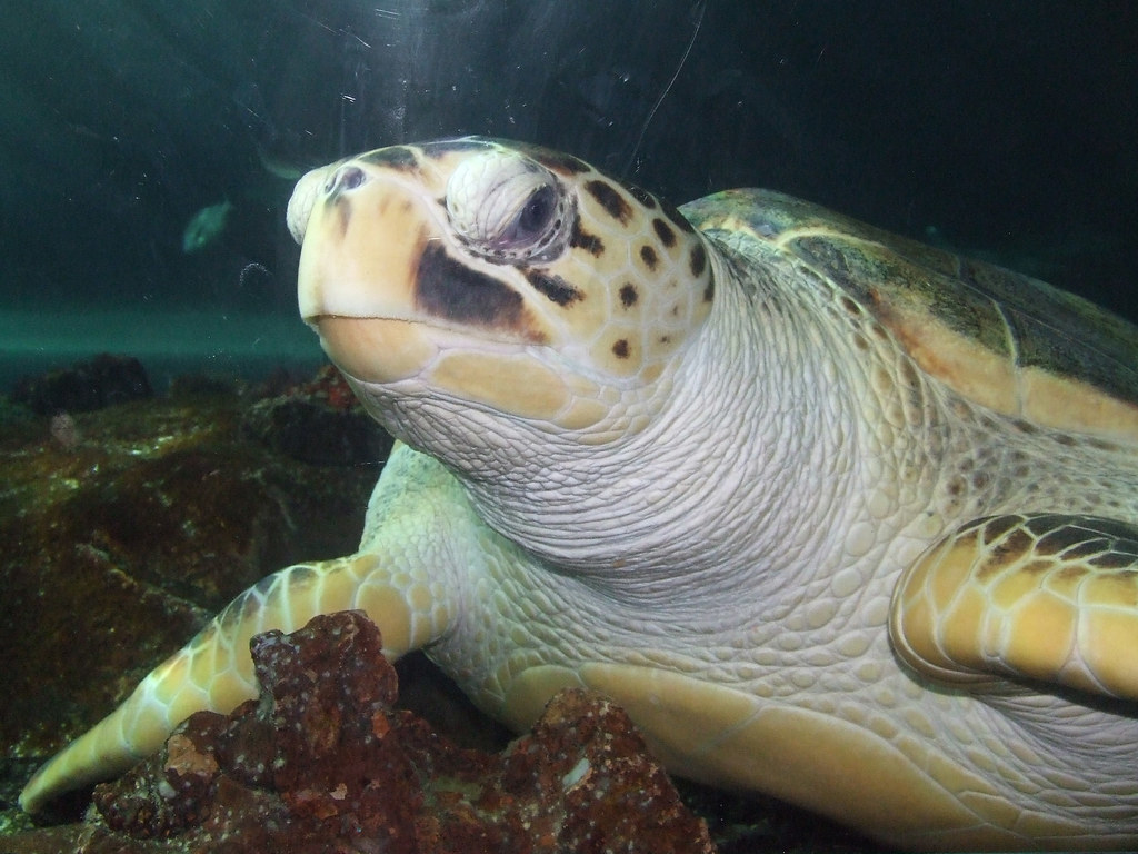 * Turtle * Sea Turtle at Sydney Aquarium **I thought he lo… Flickr