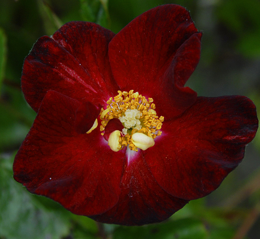red velvet rose the petals look like velvet Ita donaldson Flickr