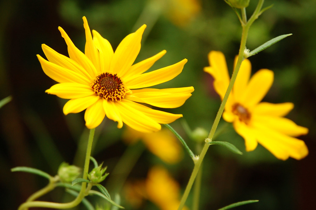 Sun Flowers at HortPark. Cropped. Ben Lee Flickr