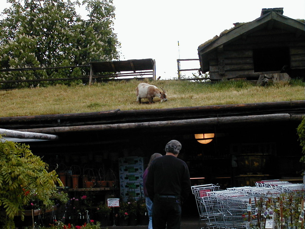 Goats on the Roof Market in Coombs, BC (on Vancouver