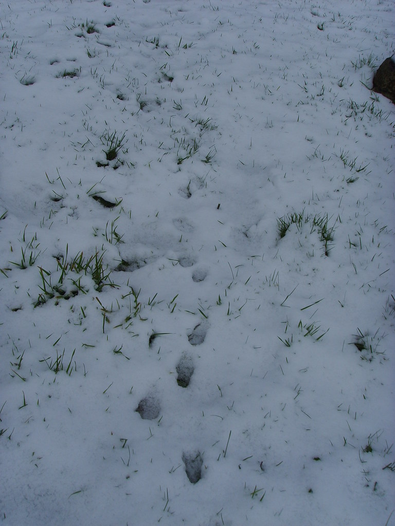 Animal track in the snow Ashprington churchyard, February … Flickr