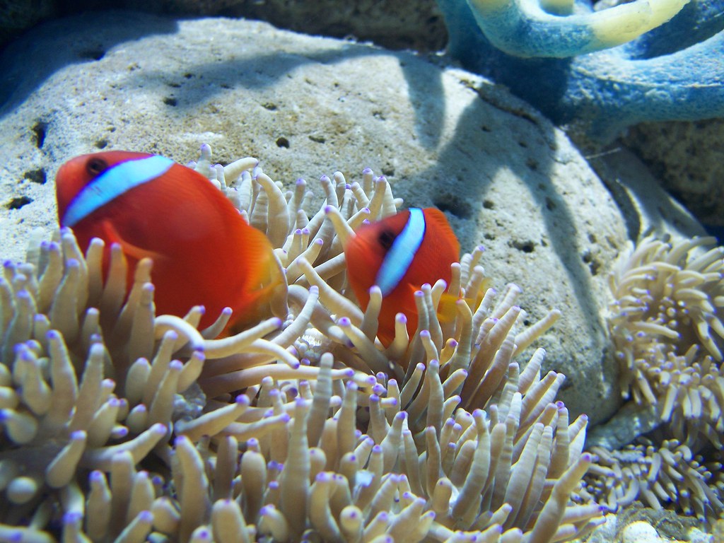 commensalism 2 clownfishes in sea anemone. Clownfishes bel… Flickr