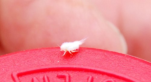 Tiny White Bug says … Flickr