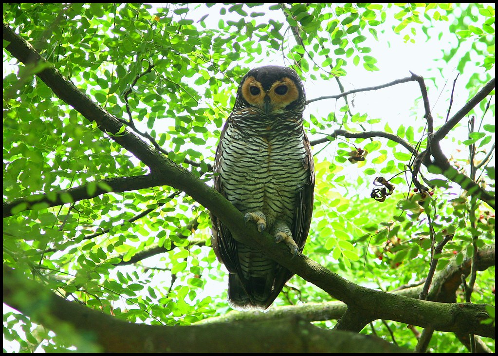 Spotted Wood Owl Daniel Koh, Singapore Flickr