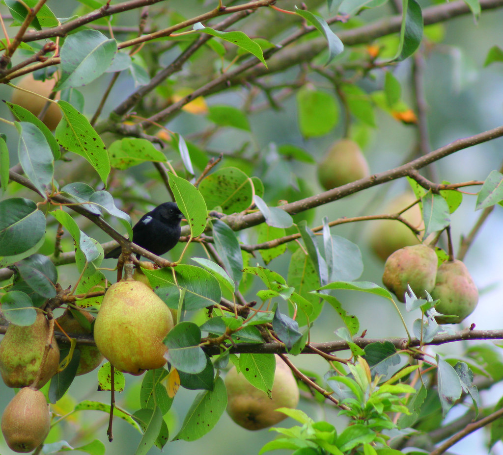 Bird Amongst Pears This bird rests amongst a pear tree Juan