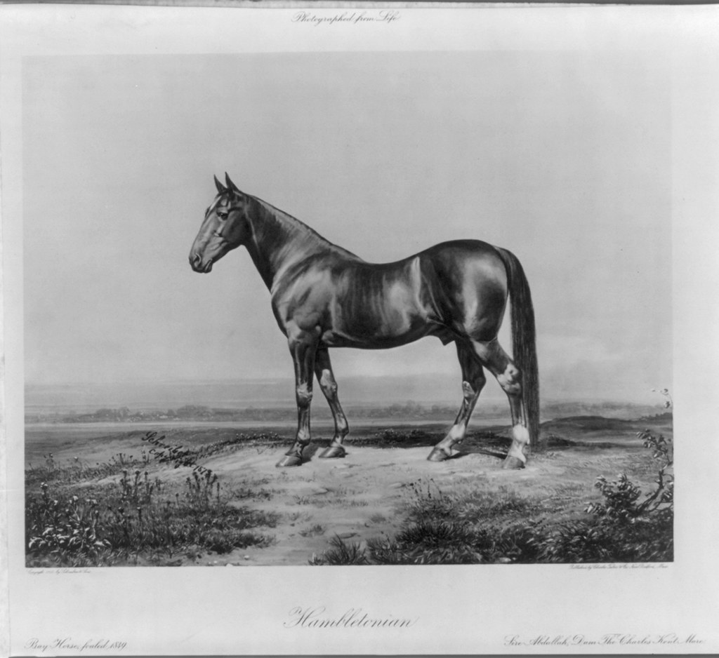 Unleashing the Power of the Horse Emoji Meanings, Symbolism, and Pop