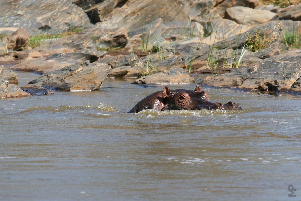 Hippo Hop Alias "Hippopotamus amphibius" Hippopotamus MArCOH Flickr