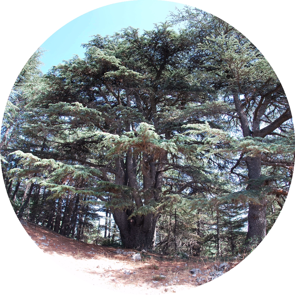 Cedar of Lebanon 1 Scientific name = Cedrus libani 2