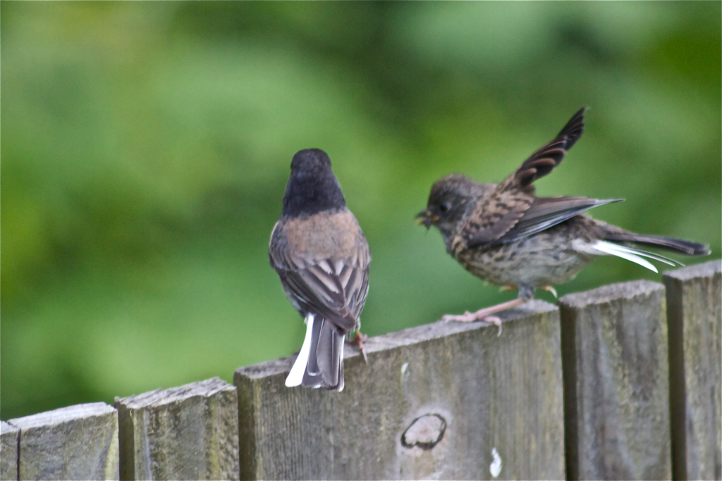 Dark Eyed Male feeding fledgling. Flickr