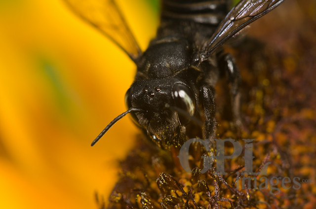 2011-06-24 - Black Bee (1 of 2).jpg | The Fantastic G | Flickr