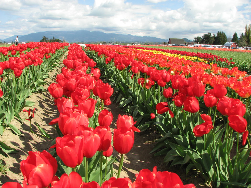 Tulip Festival 2007 Seattle Tulip Festival 2007 Seattl… Flickr