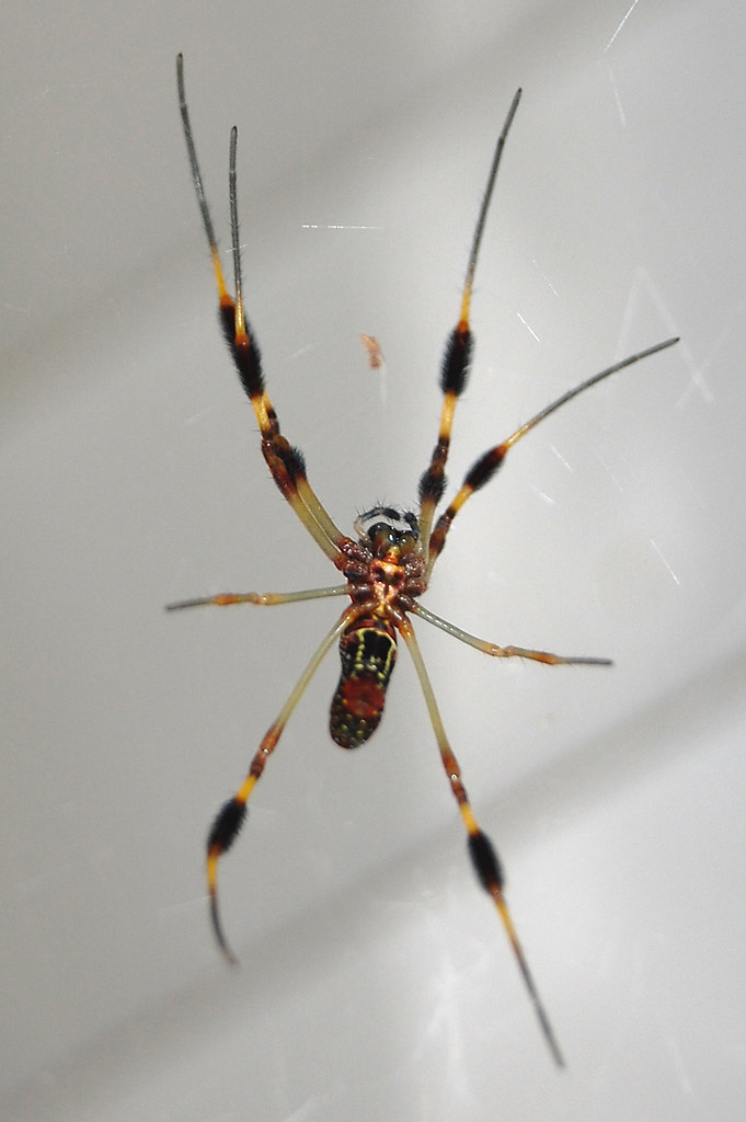 Banana or Calico Spider (Nephila clavipes) It must be peak… Flickr