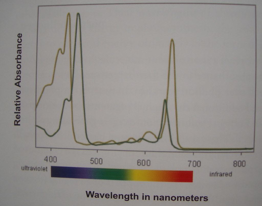 Chlorophyll absorbance spectra Taken from Nature's Palette… Flickr