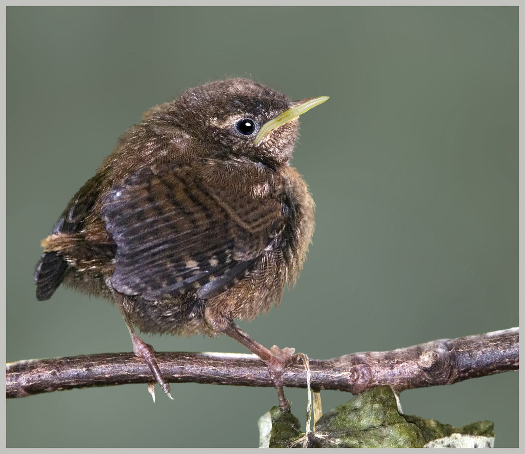 Wren fledgling a photo on Flickriver