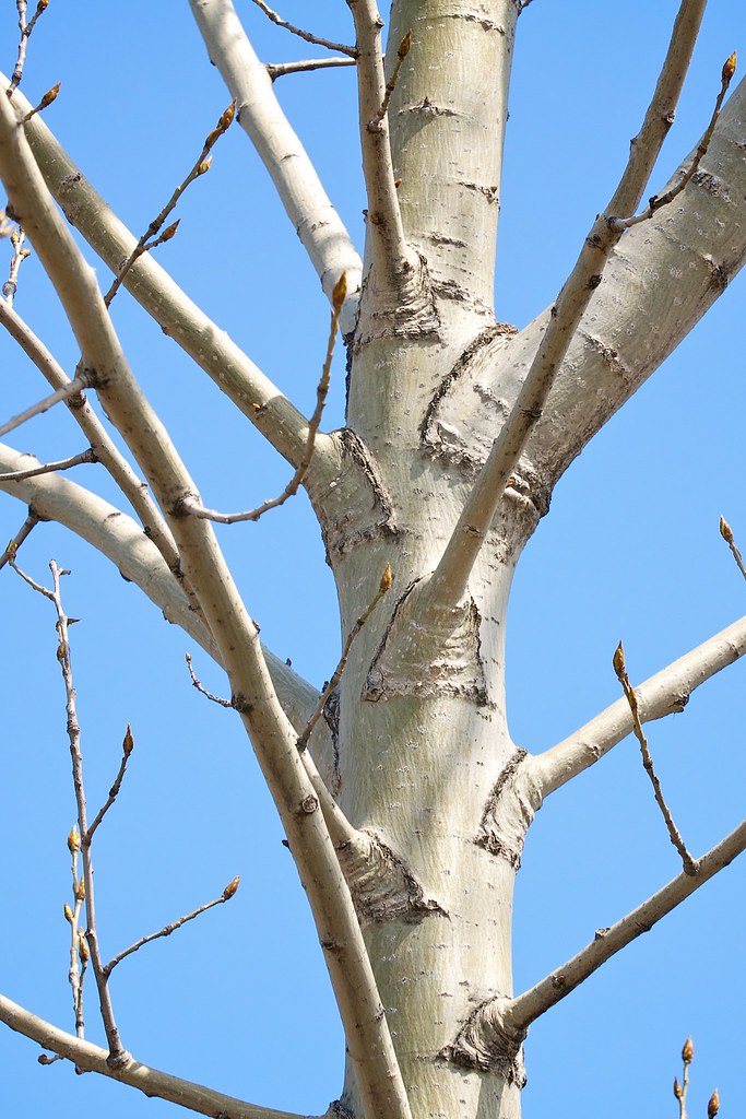 Young eastern cottonwood The bark on young eastern cottonw… Flickr