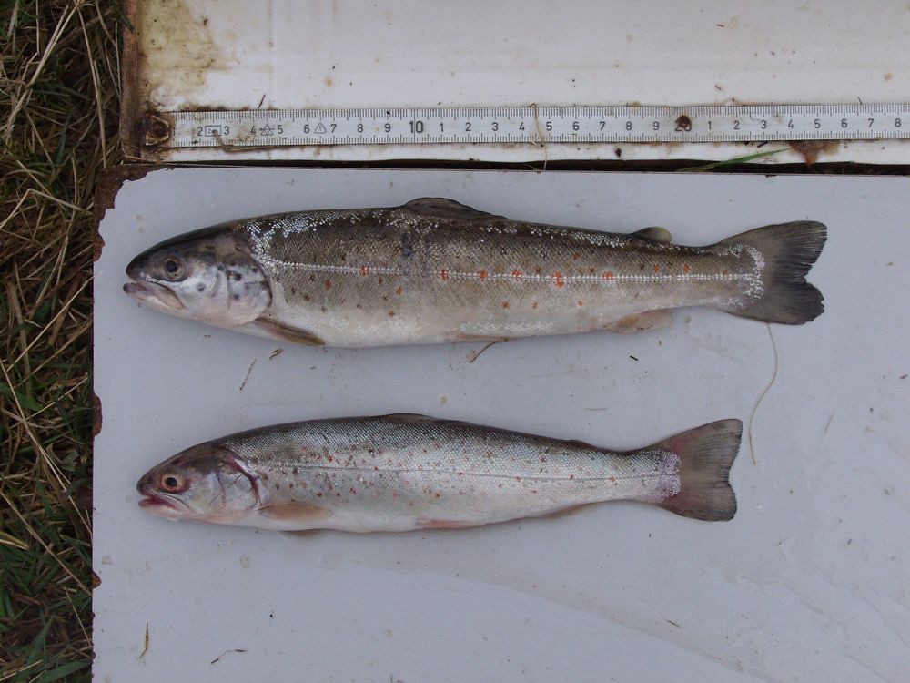 Juvenile Brown Trout and Atlantic Salmon from River Elbe, … Flickr