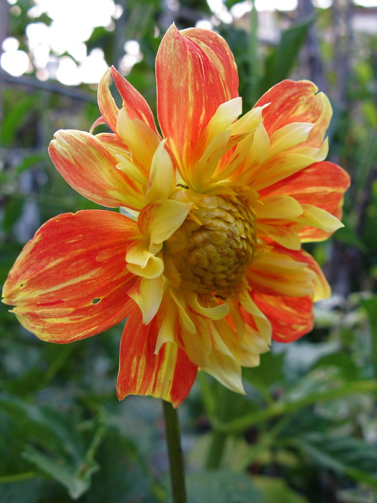 'Jack O Lantern' Dahlia Joel Ignacio Flickr