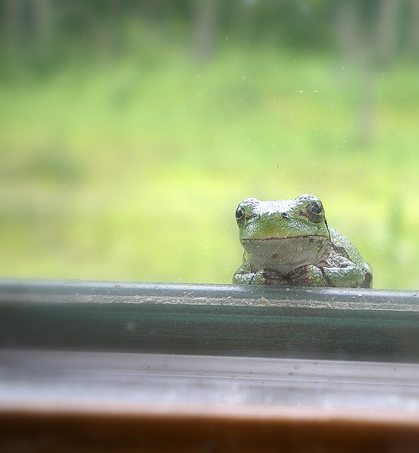 how much is that froggy in the window? I sat on the couch … Flickr