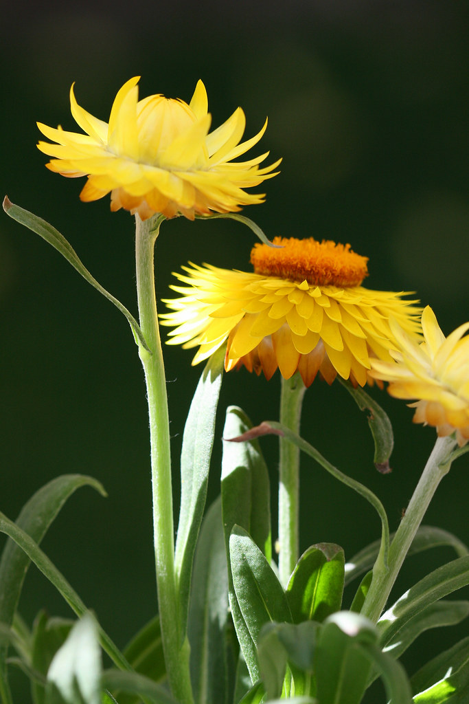 Strawflowers 2 This variety of strawflower is named "Drea… Flickr