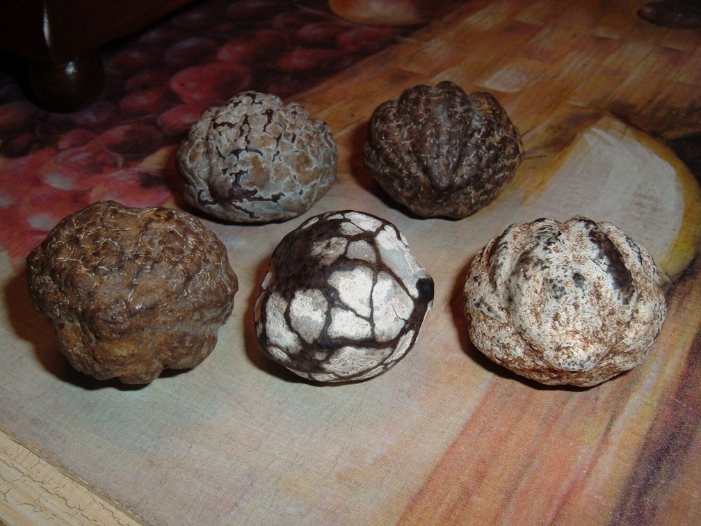 the many faces of kukui nuts... a cautionary tale... Flickr